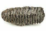 Fossil Woolly Mammoth Molar - Siberia #259882-4